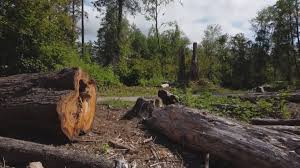 How Our Tree Care Process Works  in  Tangerine, FL