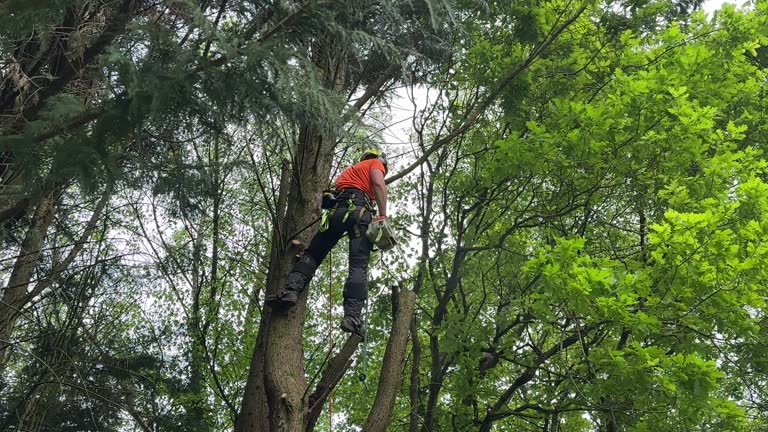 Reliable Tangerine, FL Tree Removal Solutions